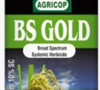 BS GOLD